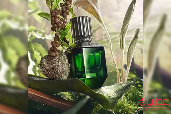 عطر ادکلن روبرتو کاوالی پارادایس فاوند مردانه